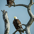 Bald Eagle mates