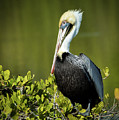 Brown Pelican