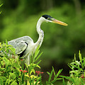 Cocoi Heron in berry bush