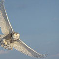 Golden hued Snowy Owl