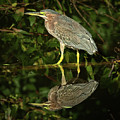 Green Heron in Brazil