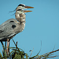 Pair of Blue Herons