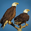 Proud Pair of Eagles in Florida USA