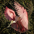 Roseate Spoonbill in the foliage