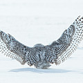 Snowy Owl lifts off