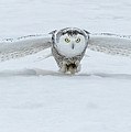Snowy Owl Smooth Landing
