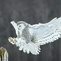 Snowy Owl Sticking the Landing