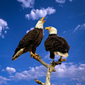 Two Eagles against a blue sky backdrop 